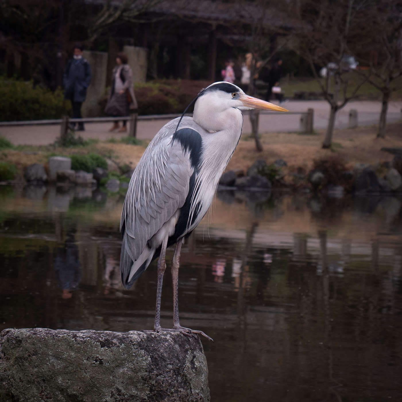 Street scene in Gion, Kyoto