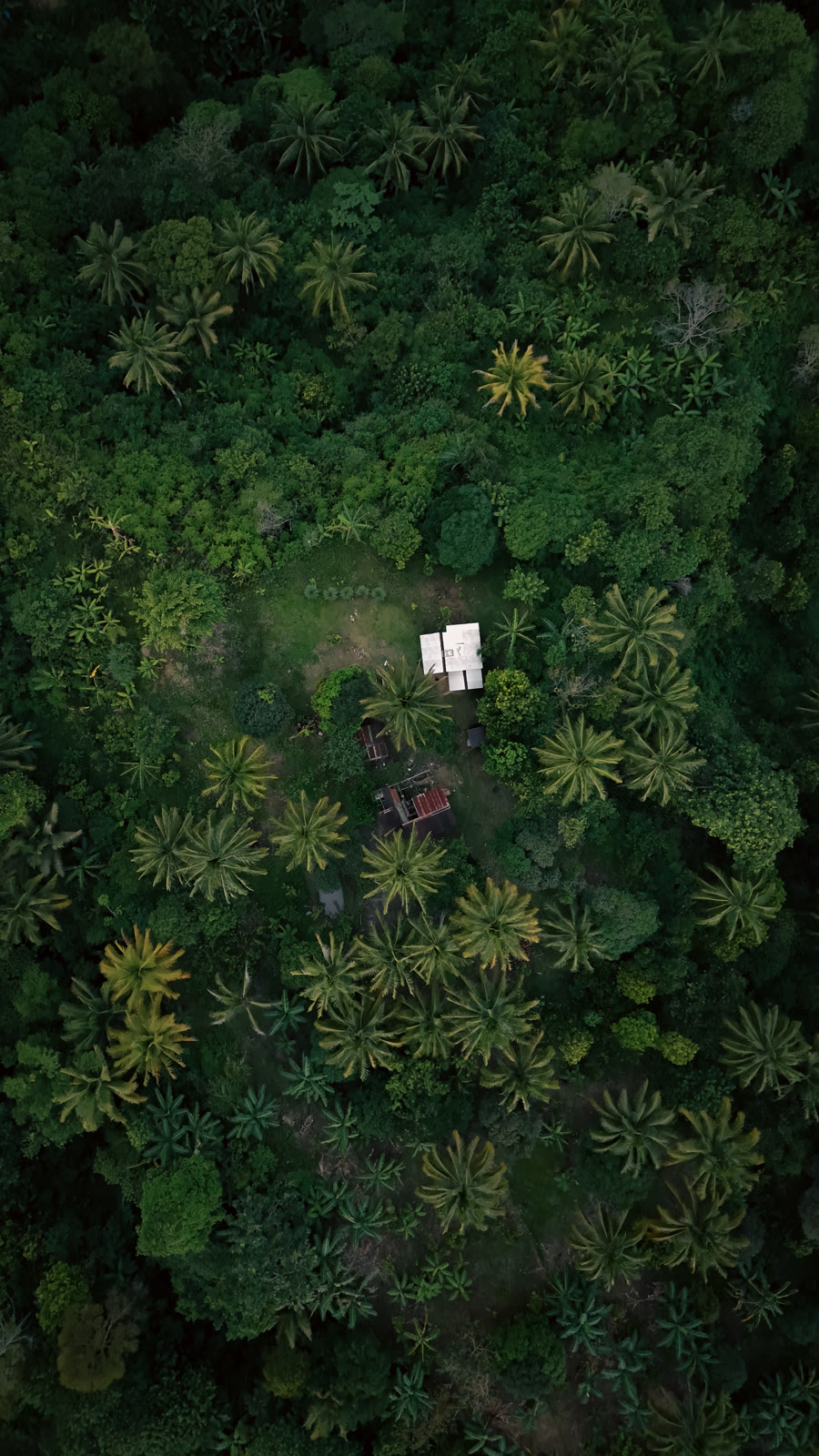 Top-down aerial of jungle canopy and a small clearing with huts at Malabog, near Davao City